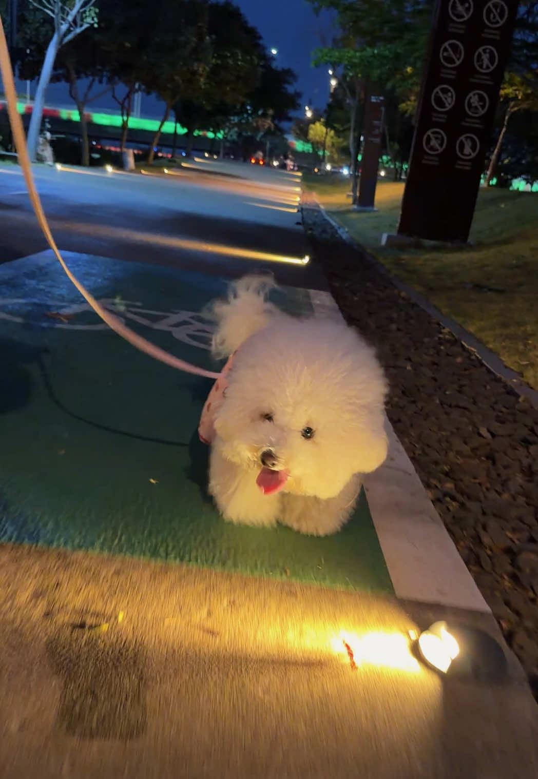 @Donut The Bichon