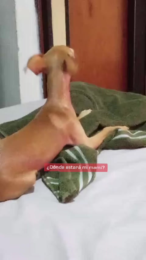 @🐶 Benji_Mya 🐾🐕