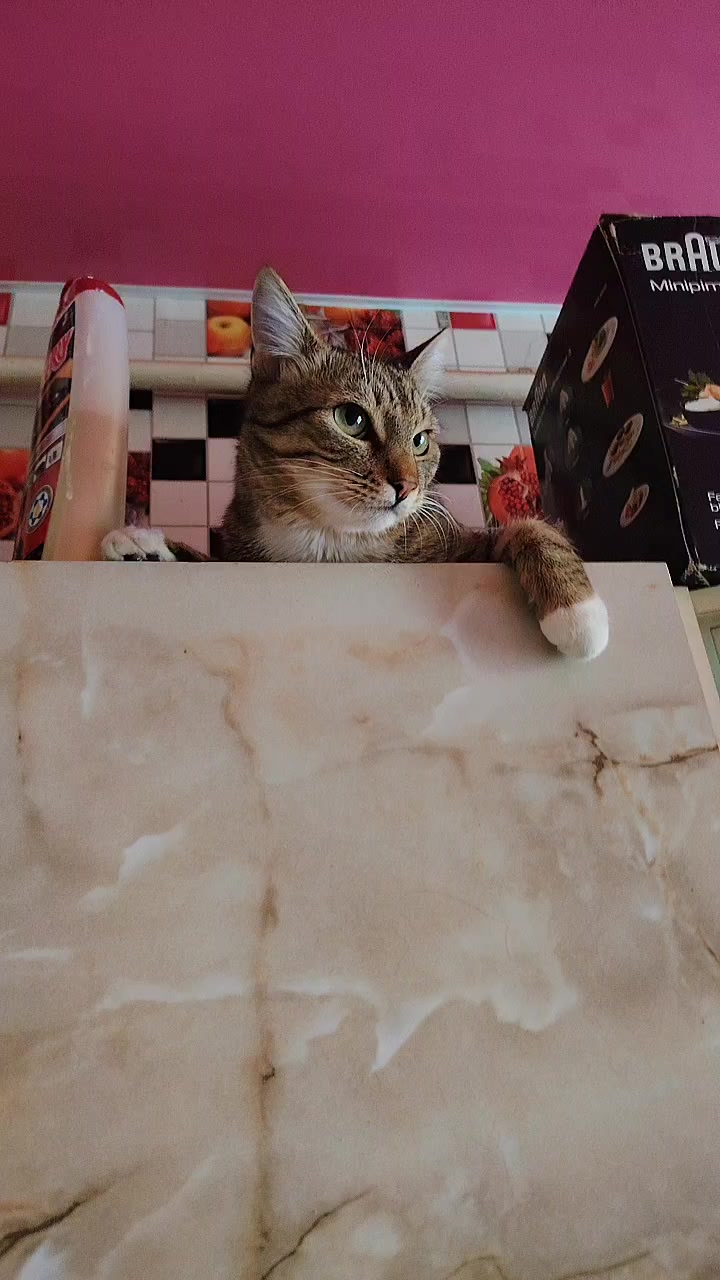 @3 друга 🦮🐱