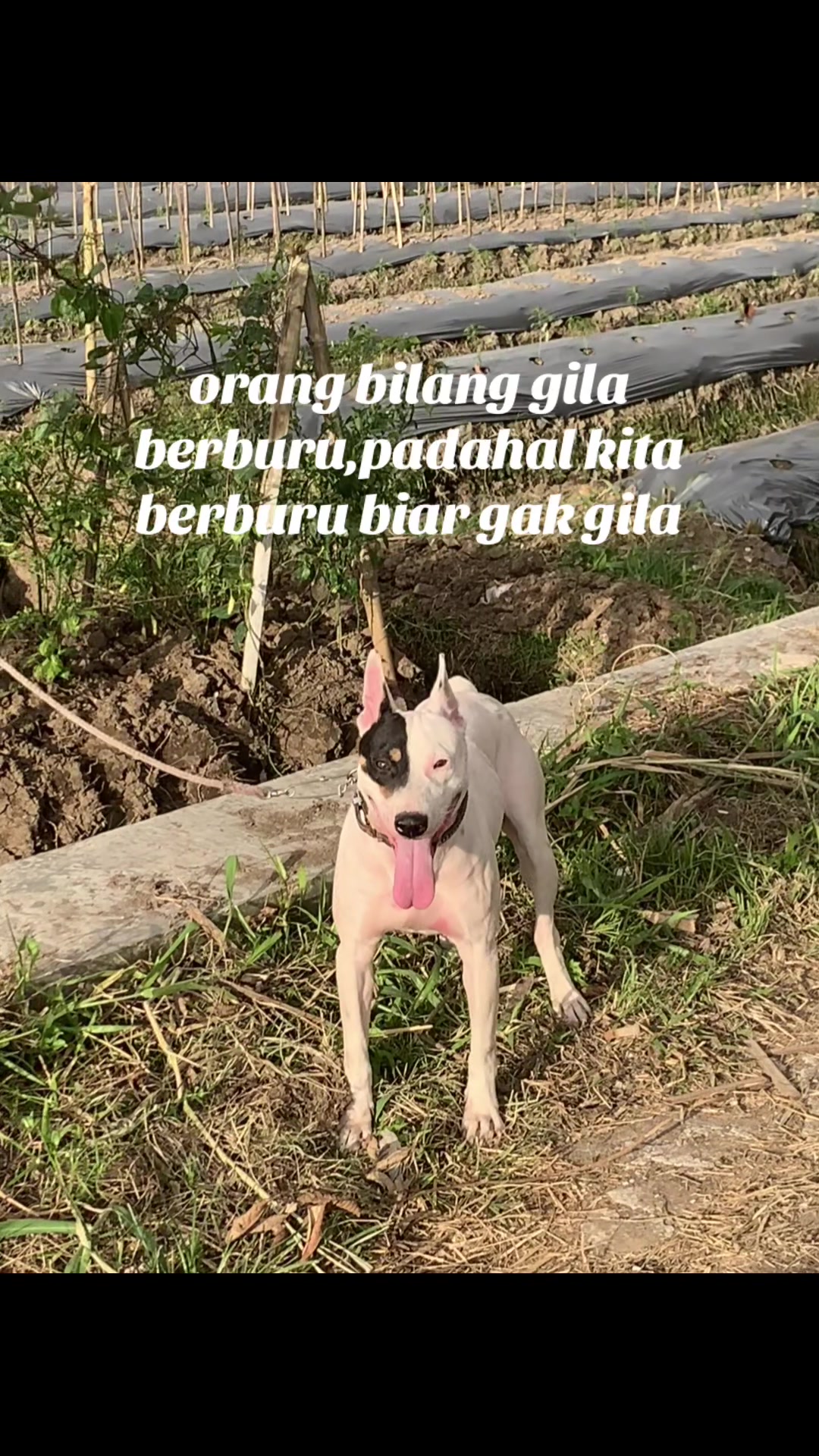 @Jabua