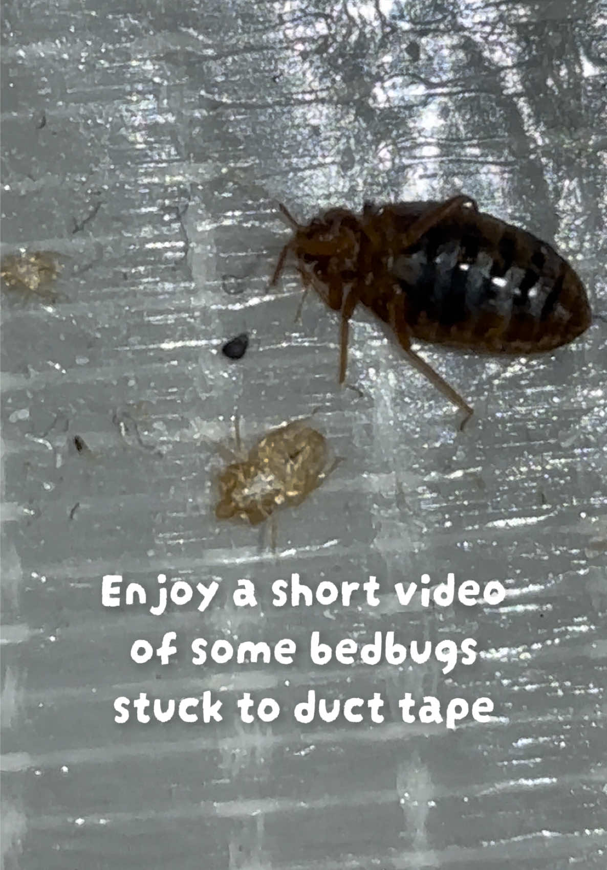 @Rock Pest Control