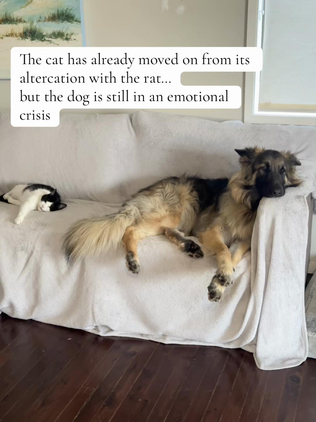 @Indy German Shepherd