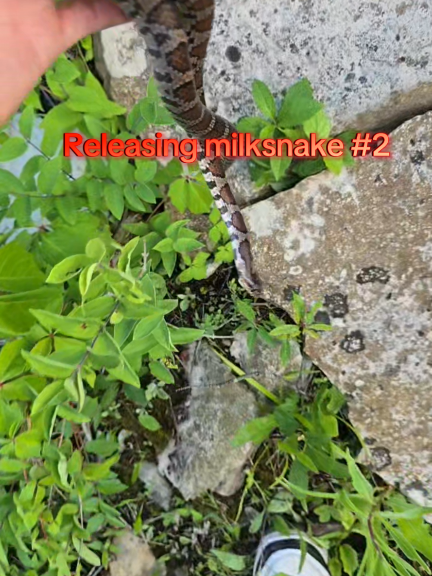 @Herpingmaniac82