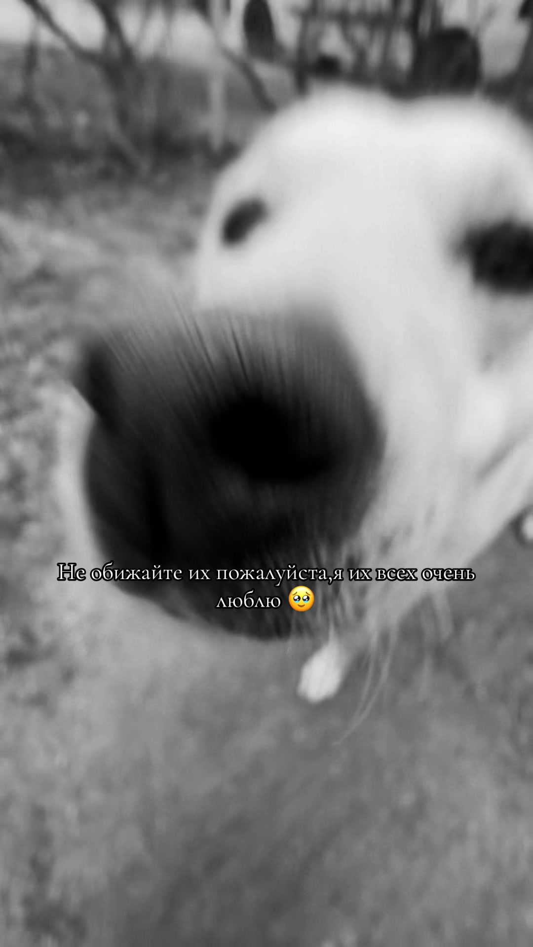 @🐆
