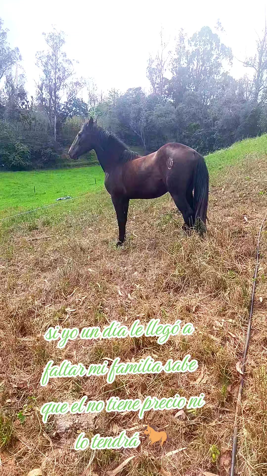 @Galante🐎