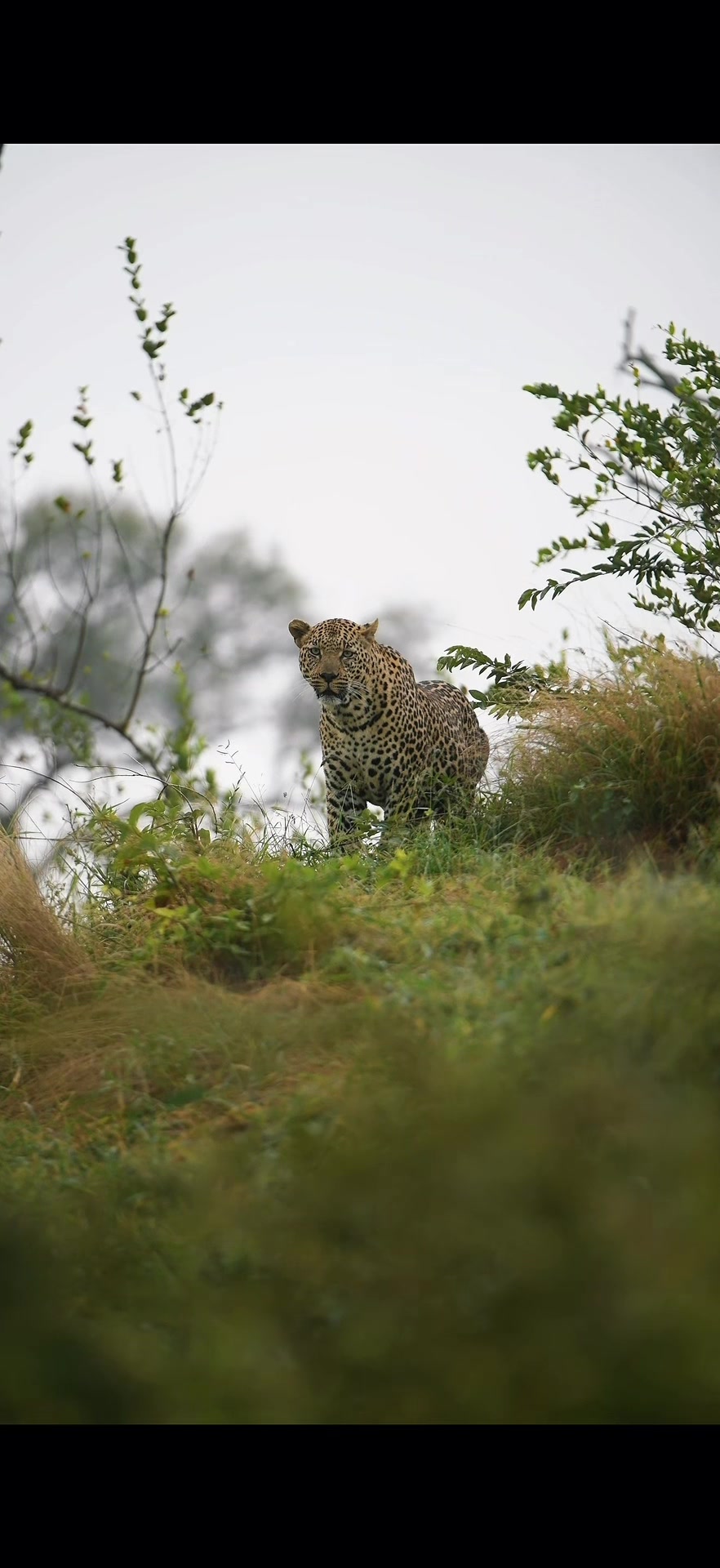 @Thornybush