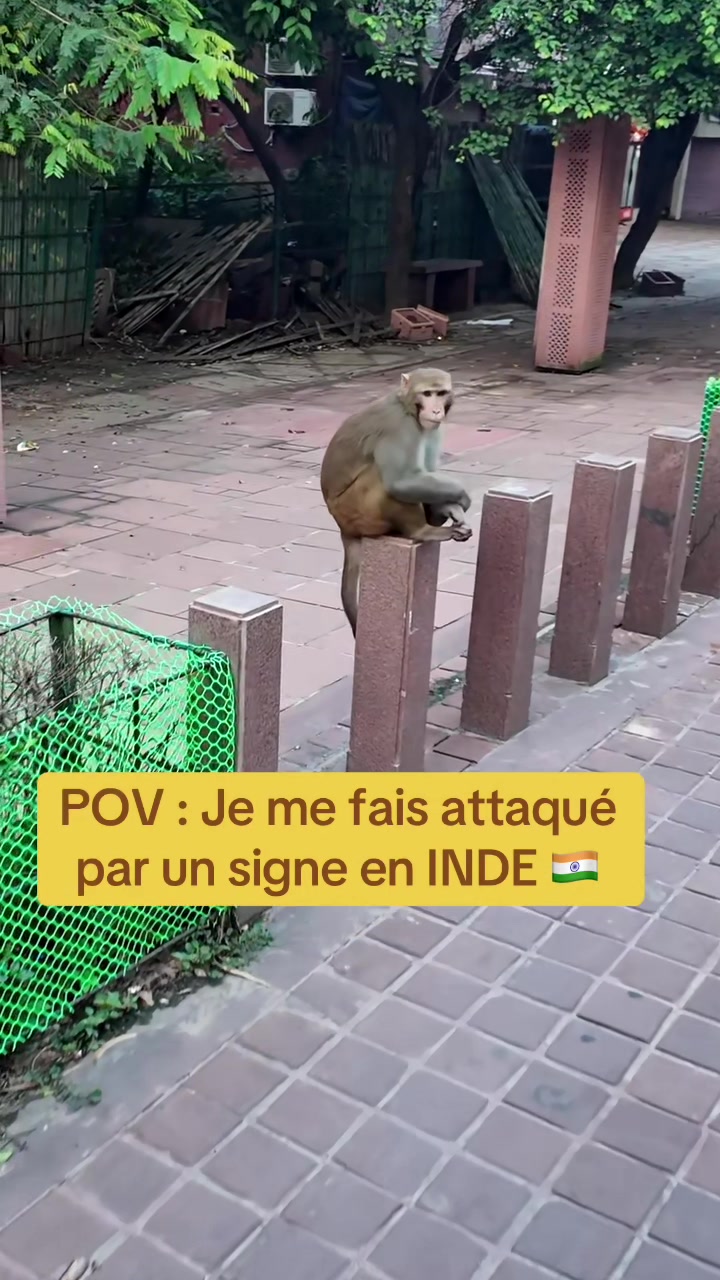 @🇫🇷GRINGO LOCO🇫🇷
