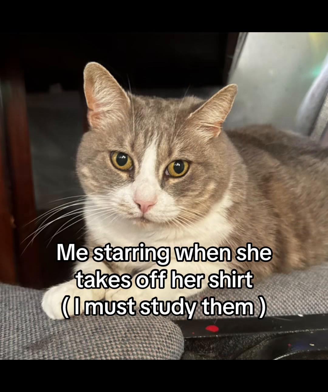 @LavanderCat