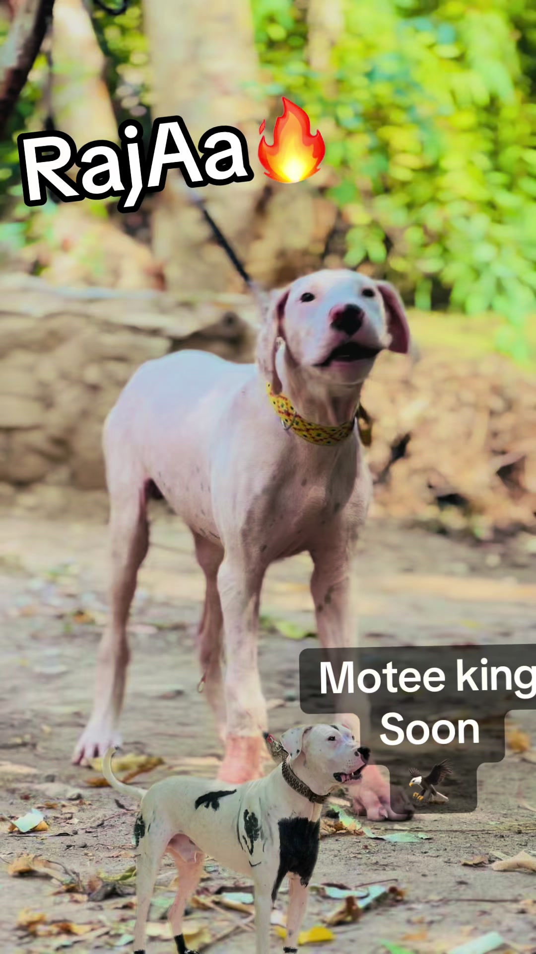 @`motee’KING 👑🦅