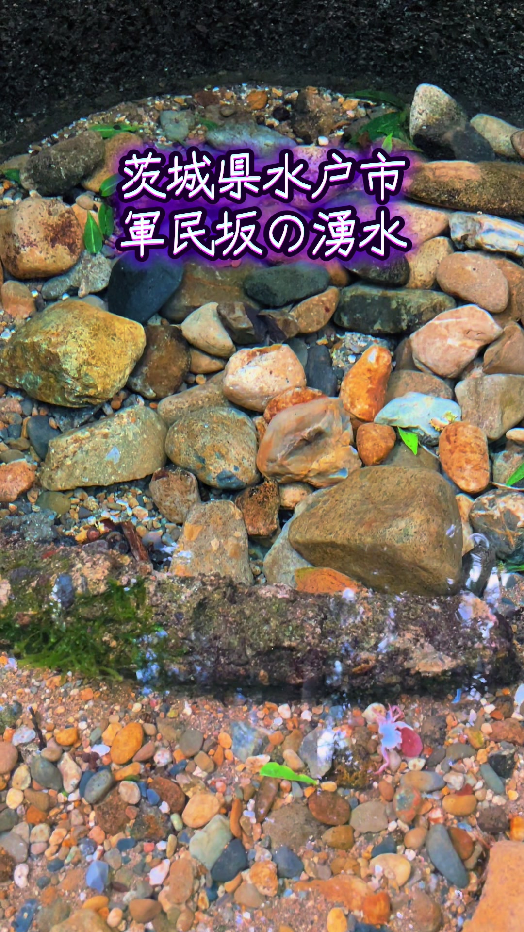 @ちゅっぱチャップス