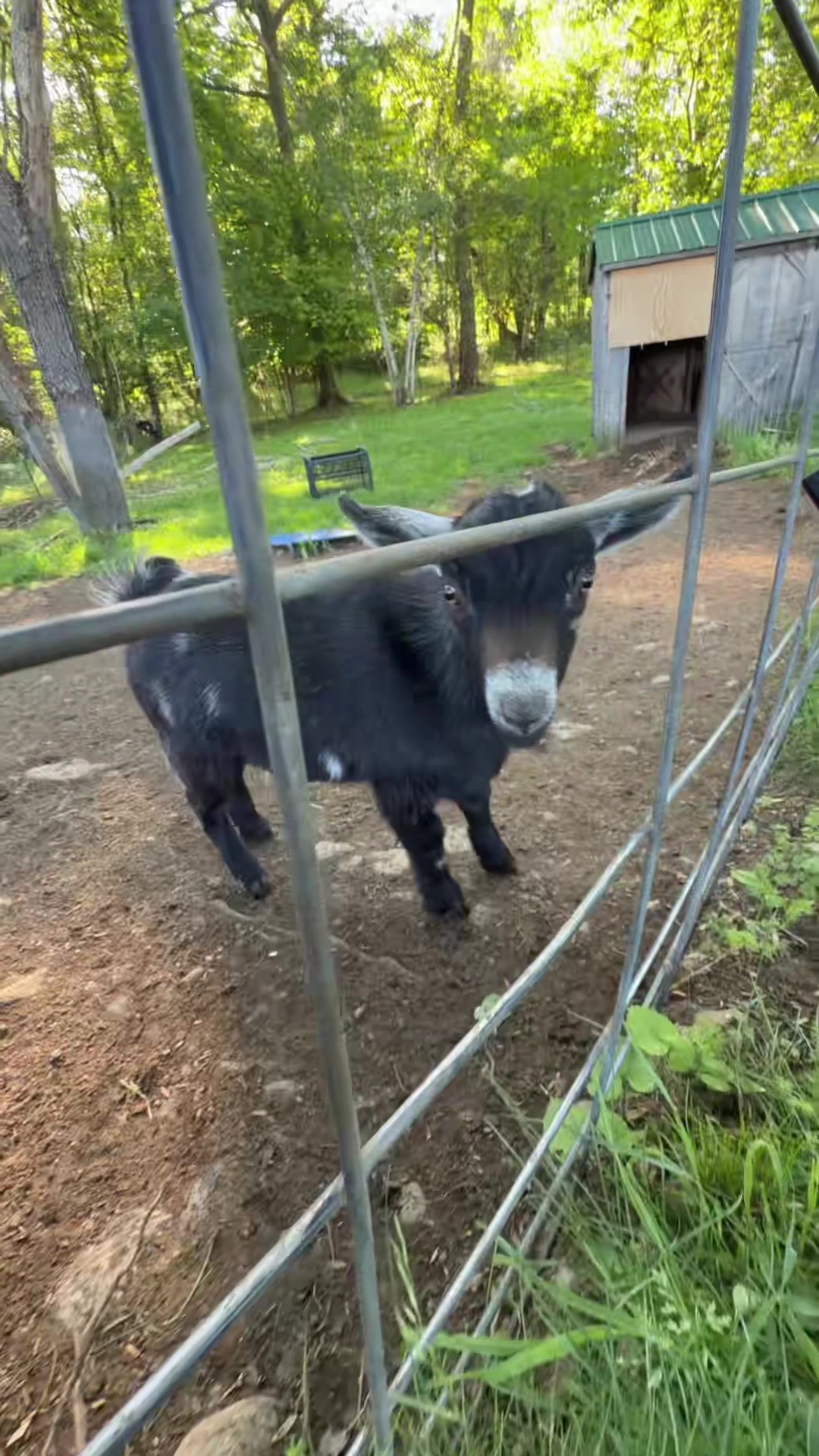 @bonnie.brook.farm