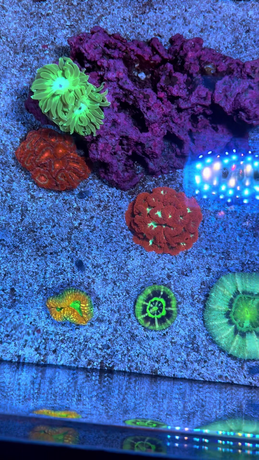 @ReefTok