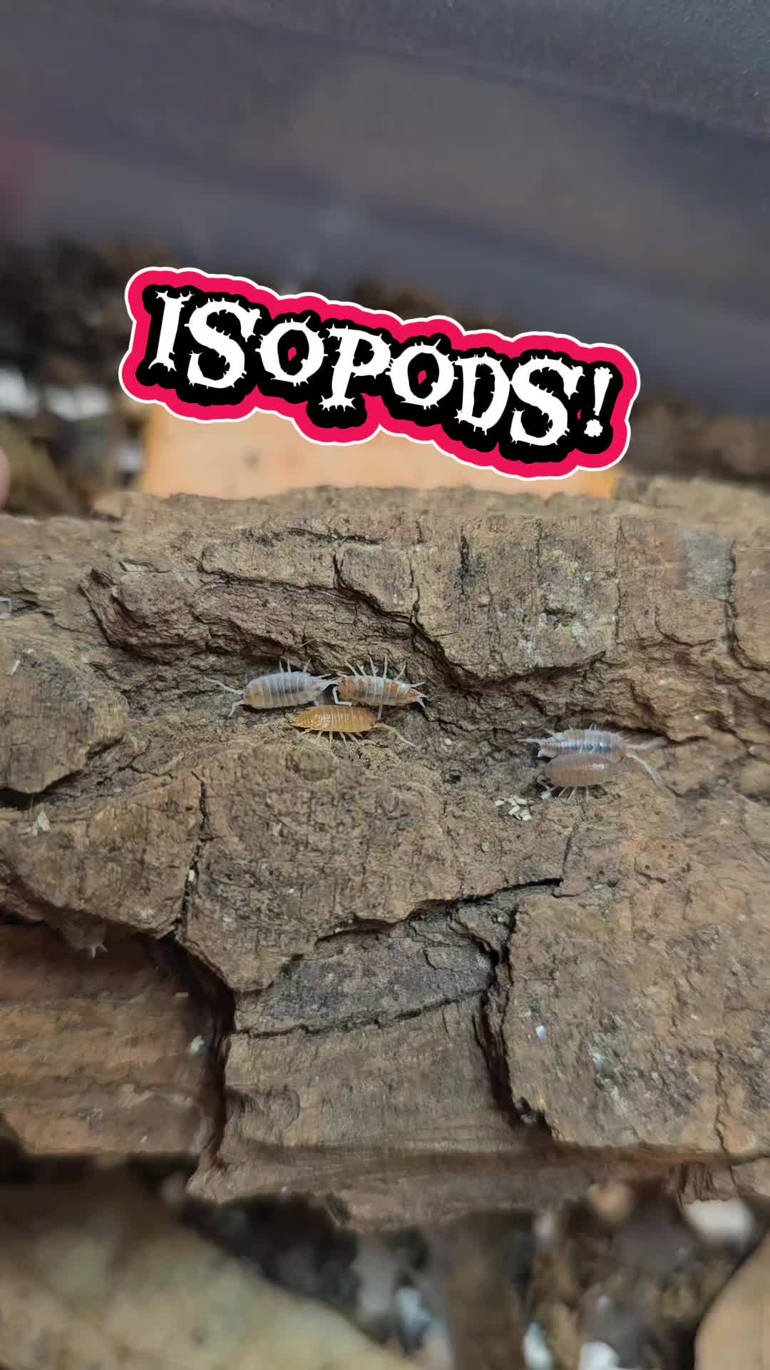 @TheReptileCompanyofWisconsin