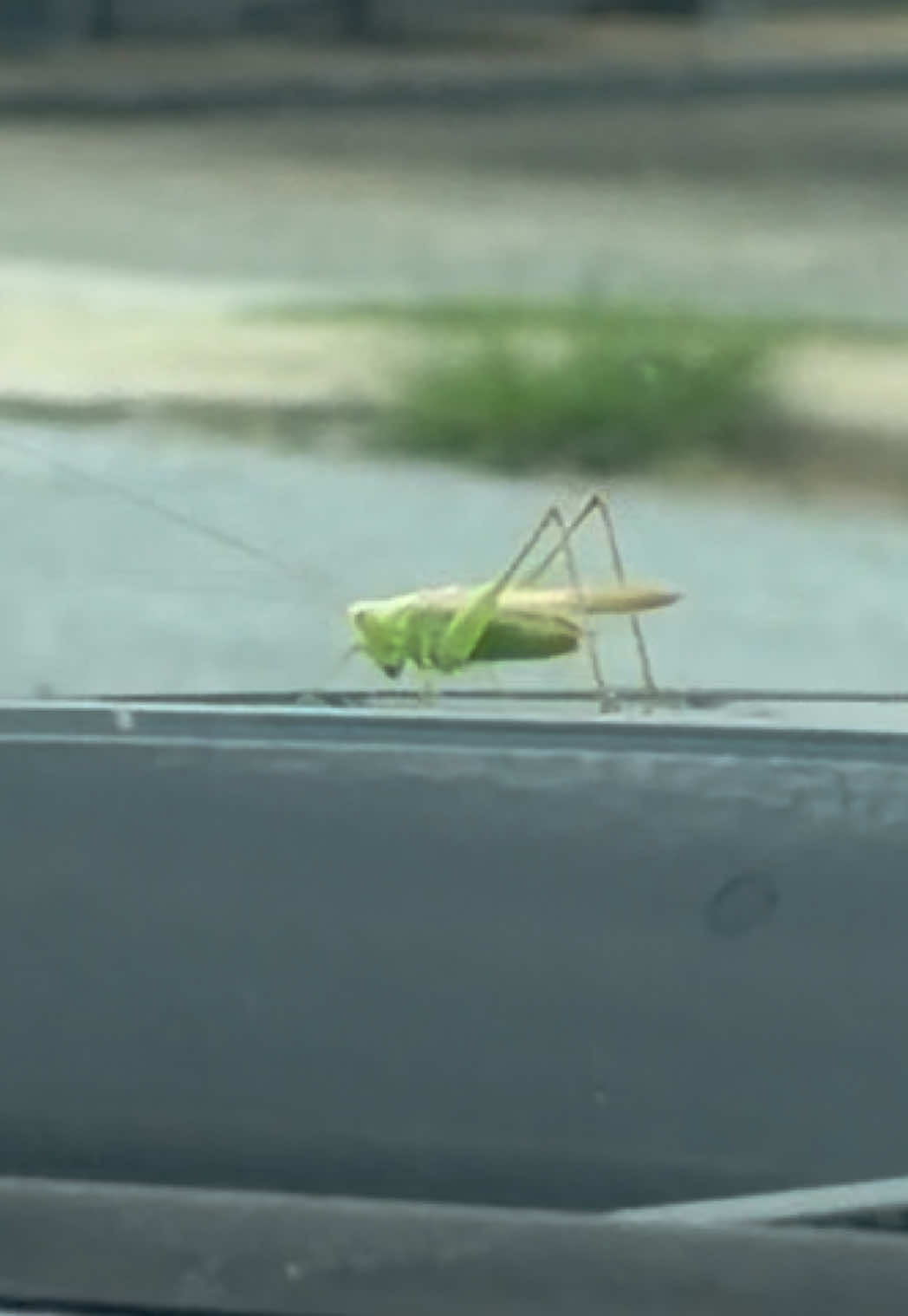 @🪲🐛Rain’s Exotic Pets🦗🐞