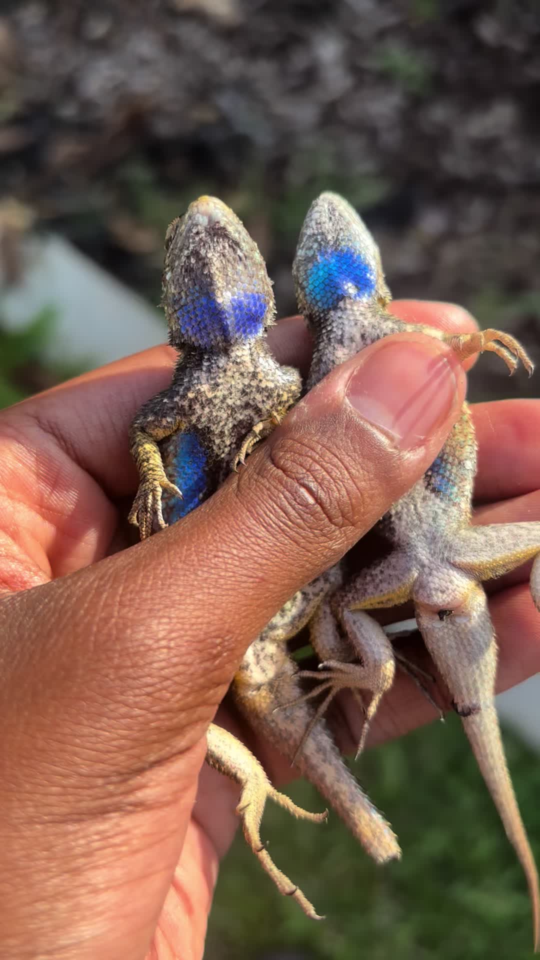 @reptileguyat