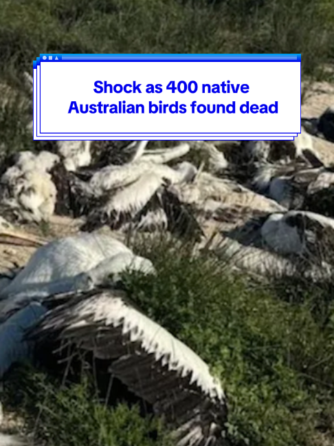 @Yahoo Australia