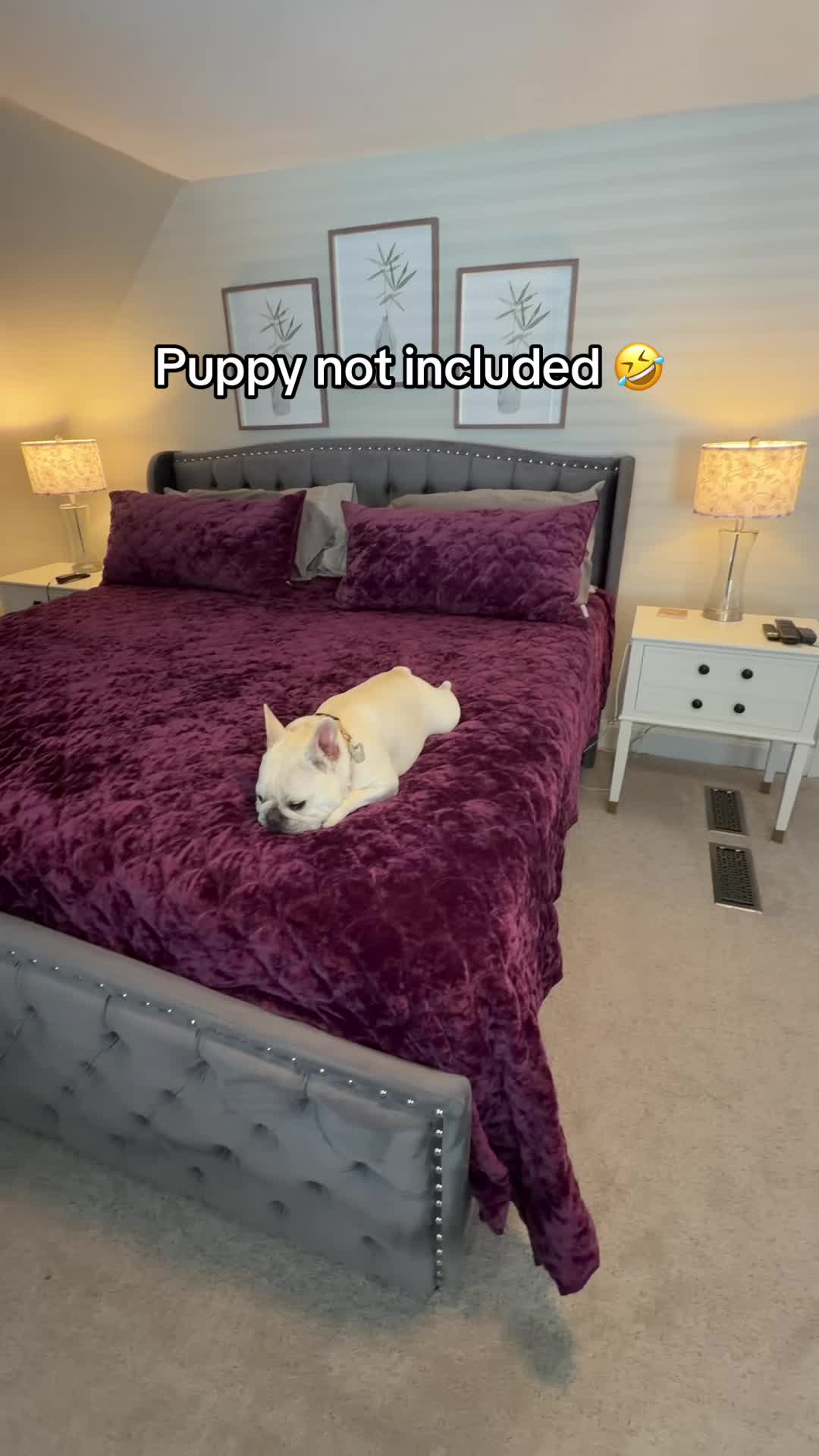 @Bagel the OG Frenchie