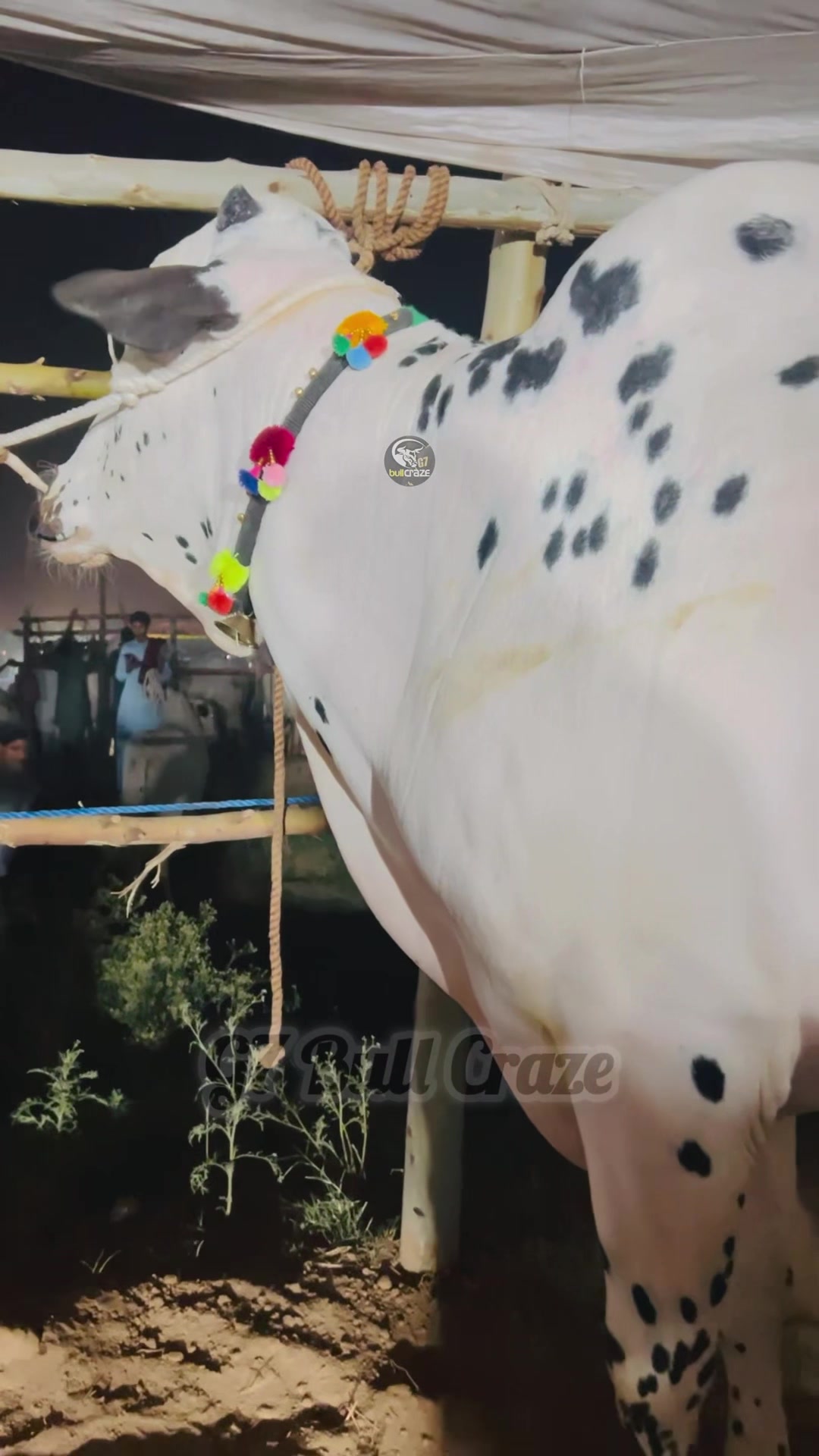 @G7 BULL CRAZE