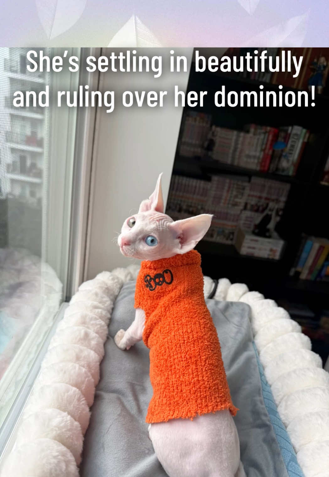 @Boba’s Buds Minskin Cats