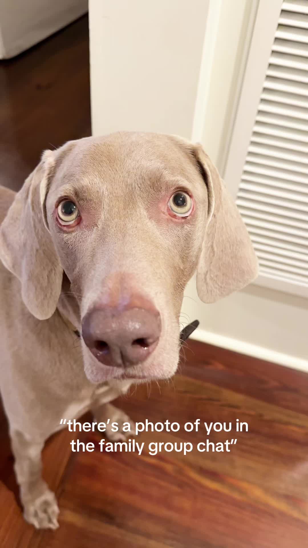 @Zoey the Weim