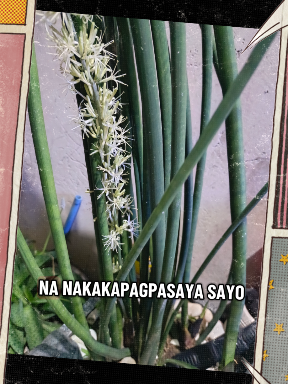 @Alona