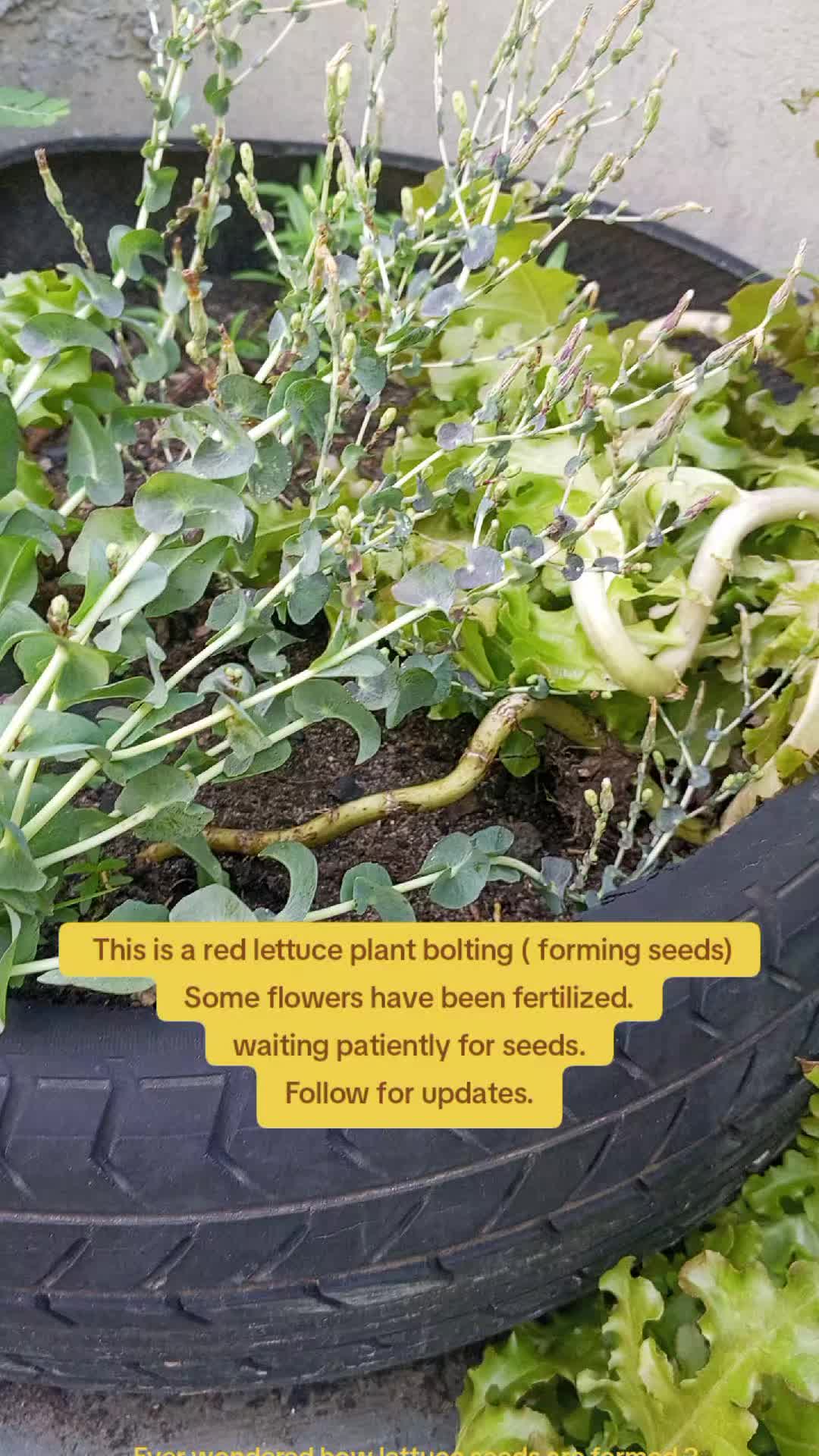 @The GenZ Gardener