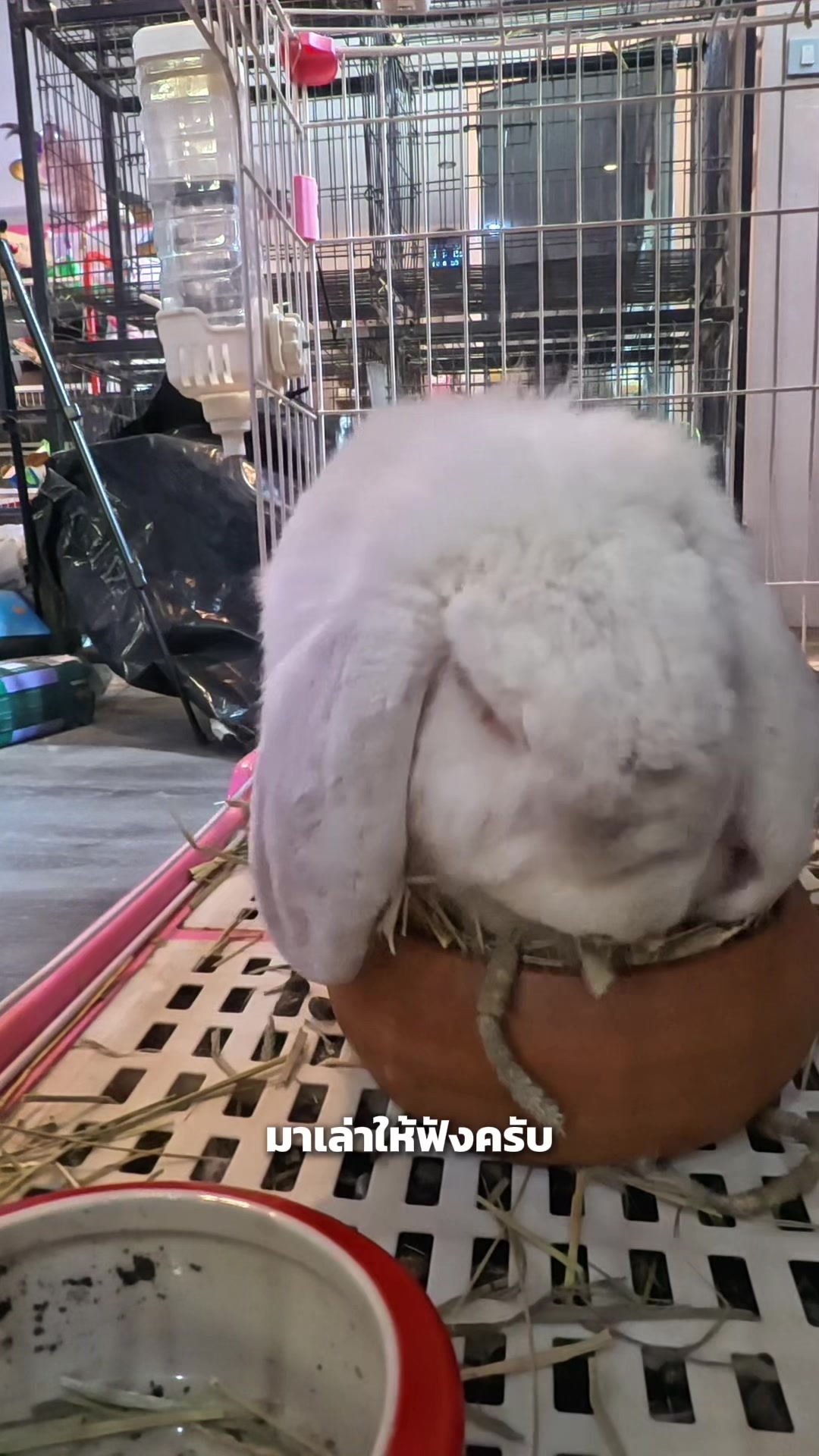 @WelovepetsbyPamornchaiSupply