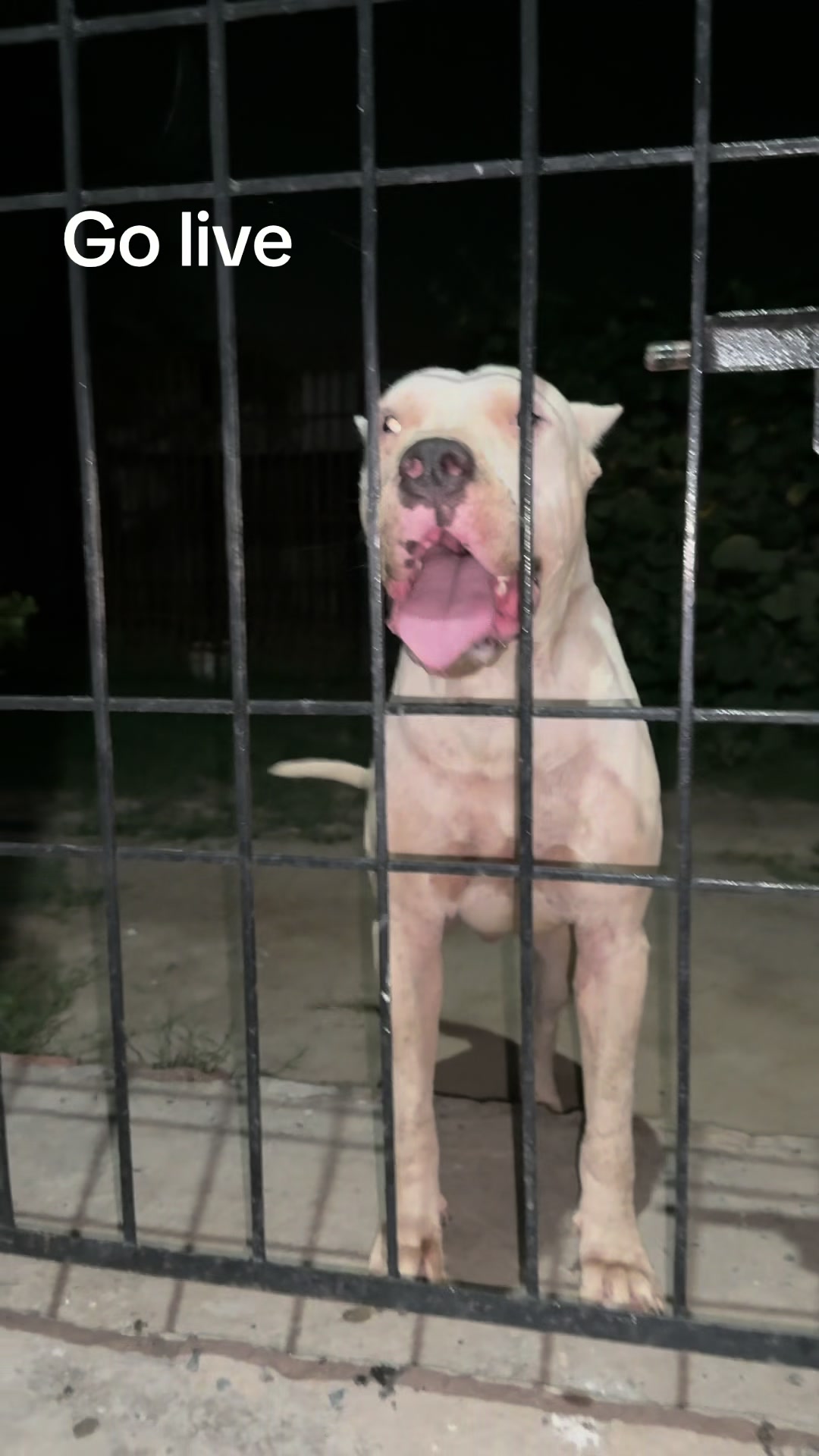 @LIGER the DOGO ARGENTINO
