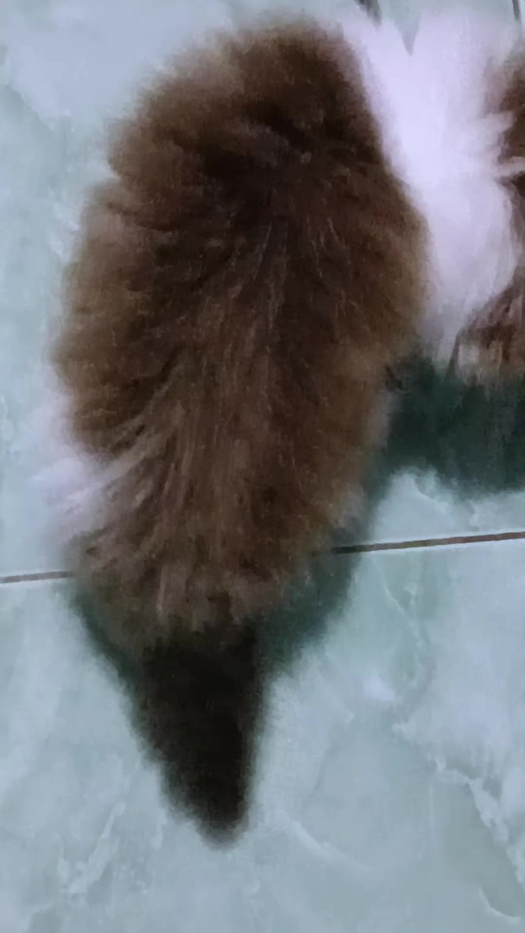 @mellsan persian biang jaya