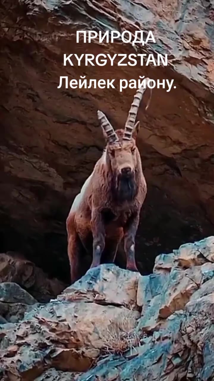 @aidarali_63