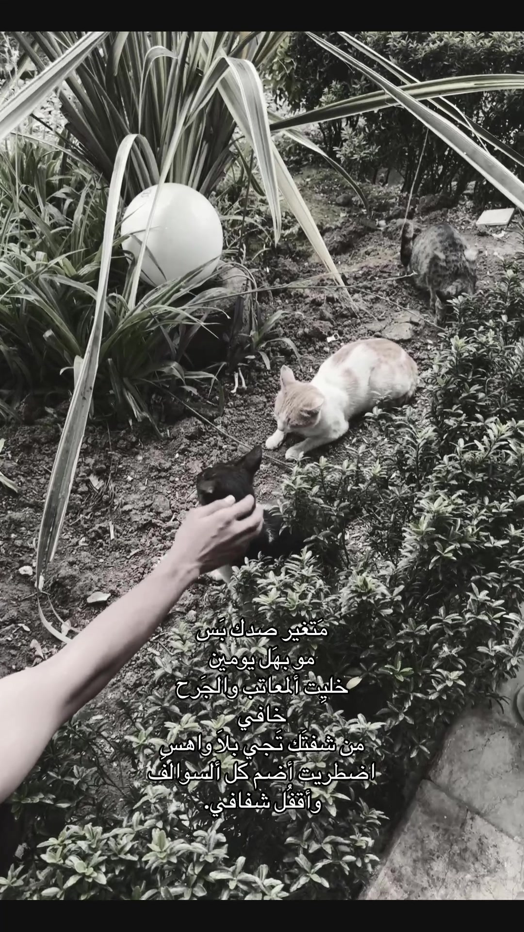 @هَ