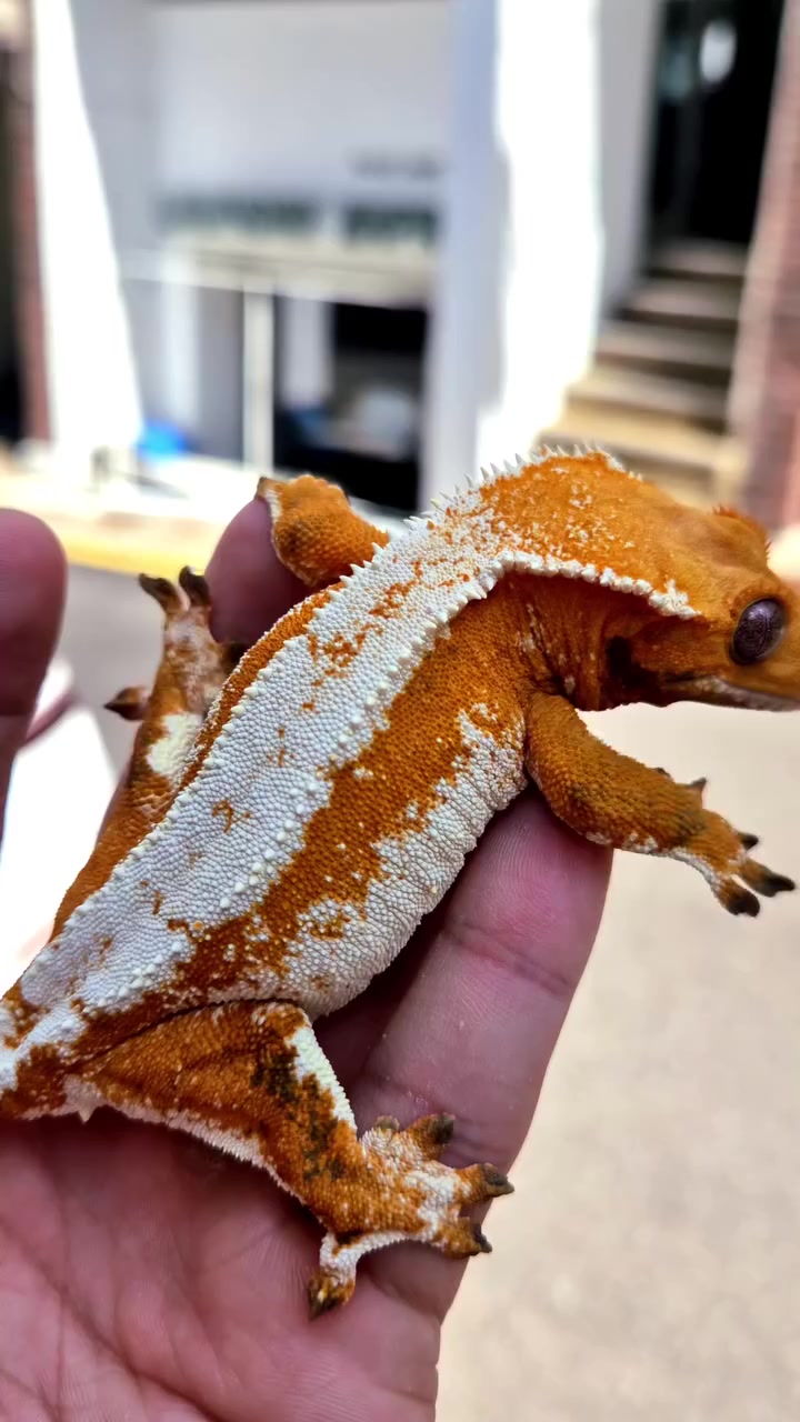 @Morph Reptiles