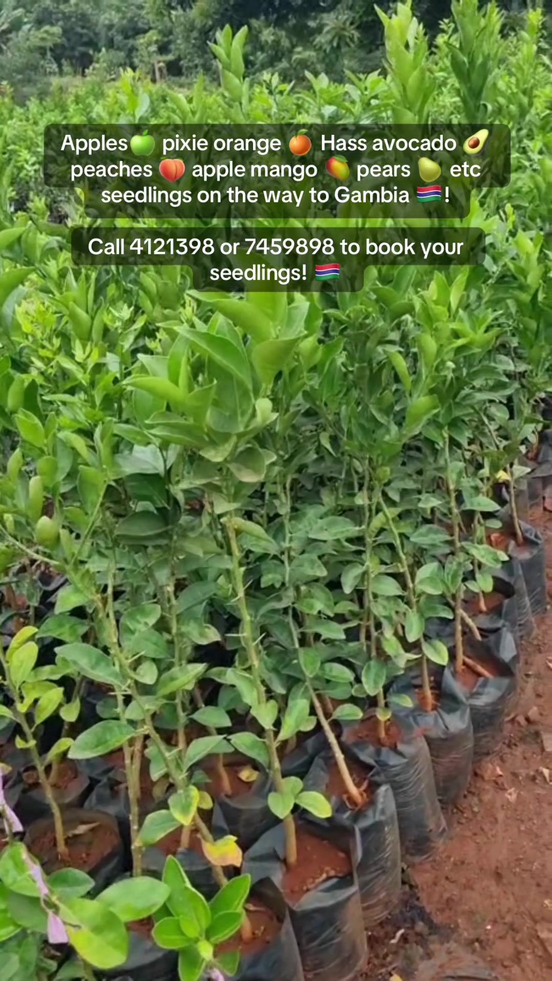 @Janda Farms 🇬🇲