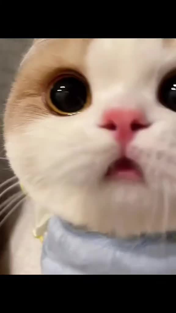 @Chonky World Of Cats