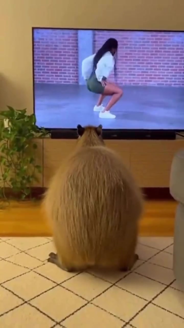 @Capybarabaramedia