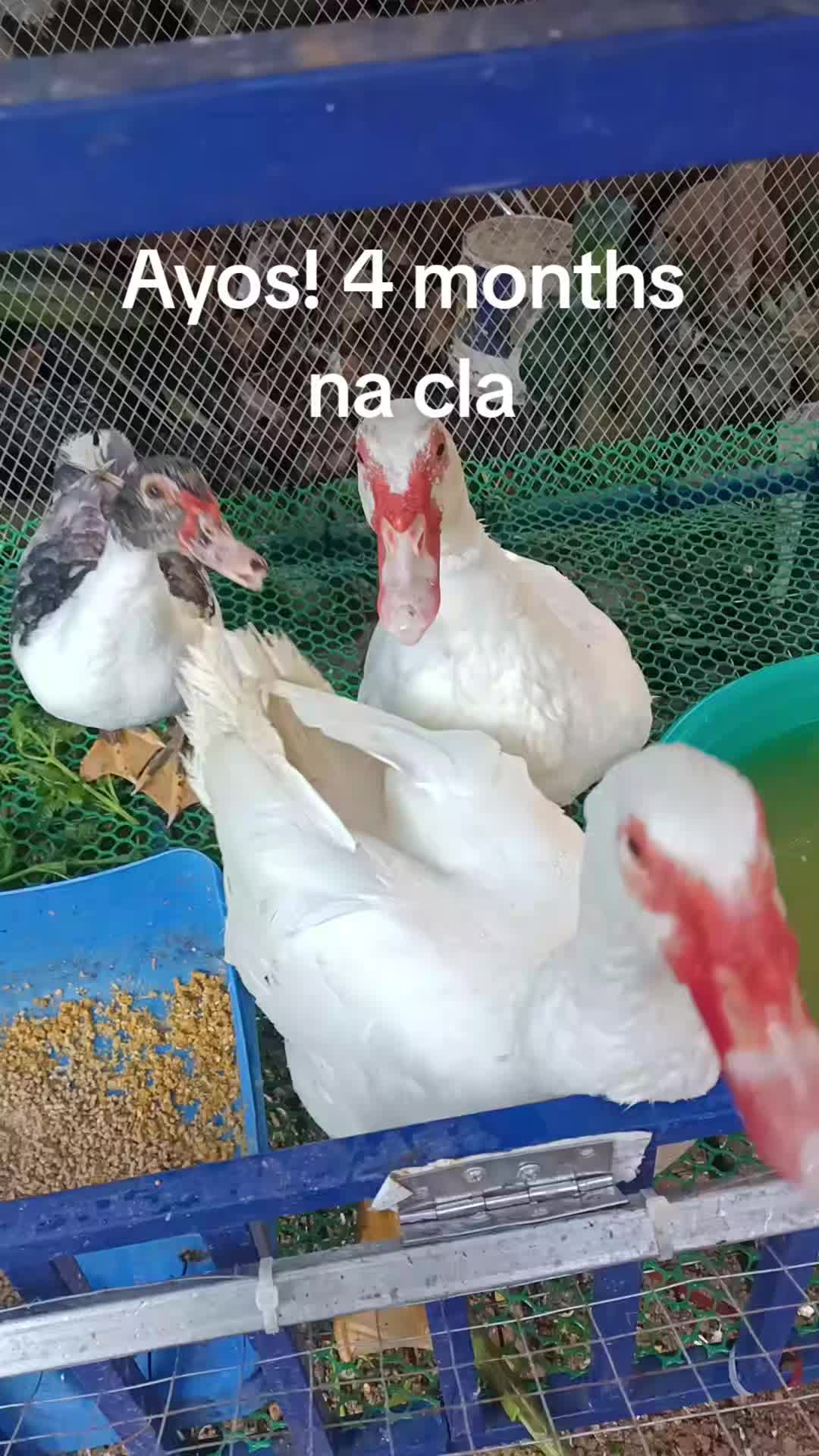 @Mabikas Agripamilya