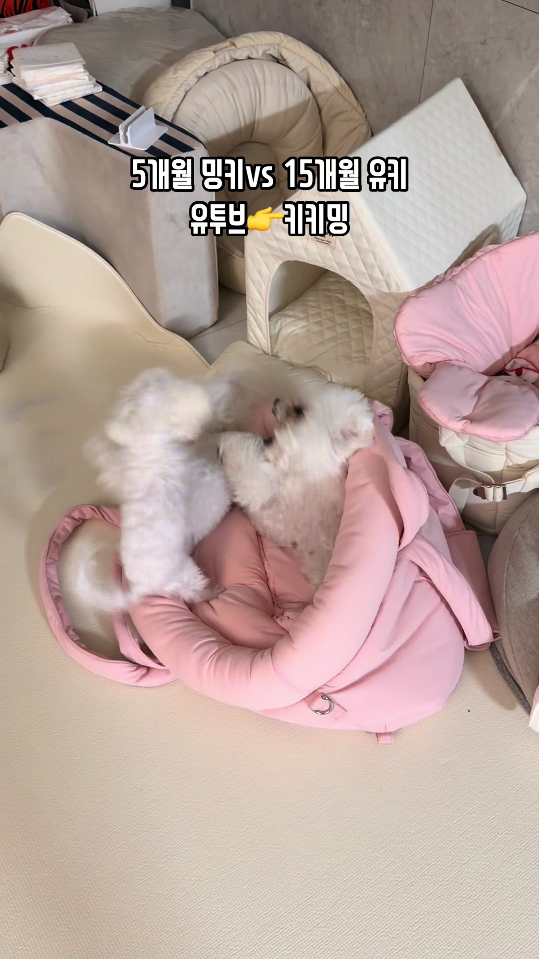 @jeju_kiki