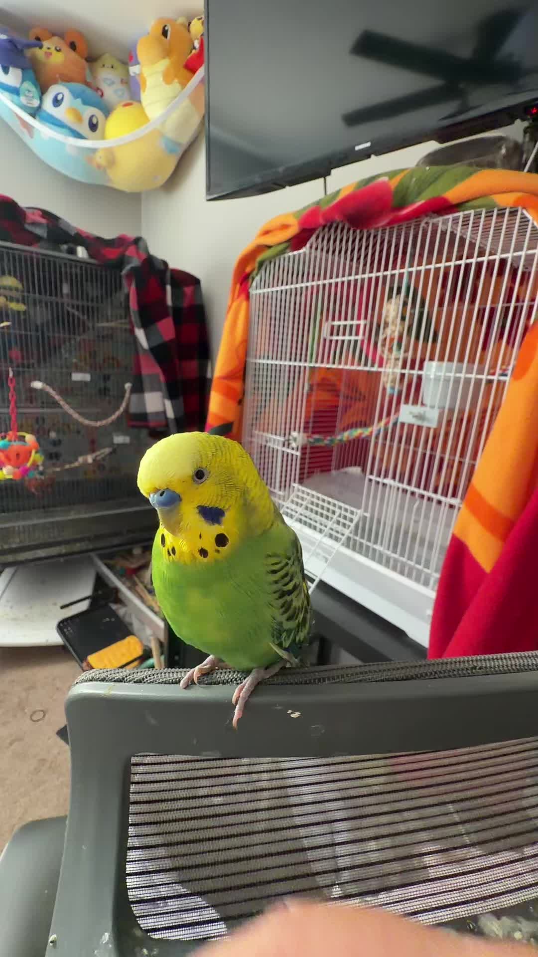 @PikaBoo & Friends 🦜
