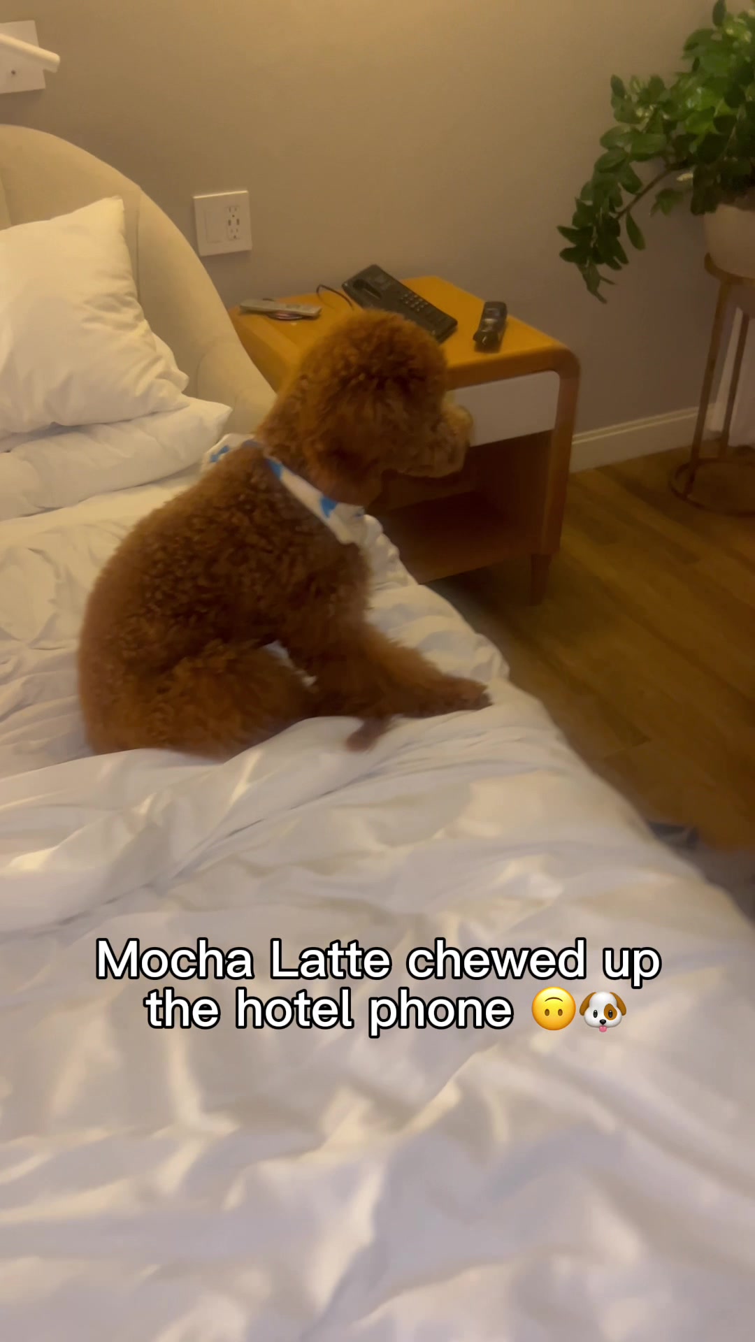 @LA Shay & Mocha Latte ๐ค๐พ
