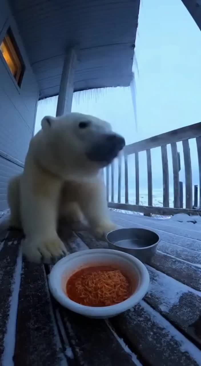 @Paw on Camera