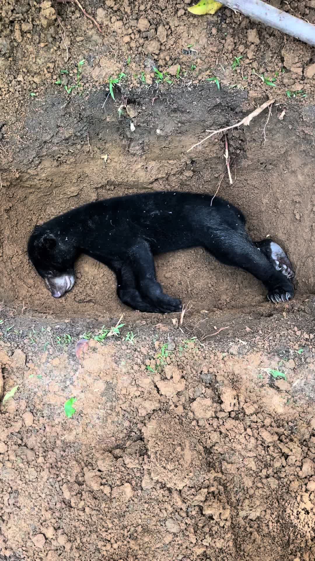 @Pak Polisi Hutan