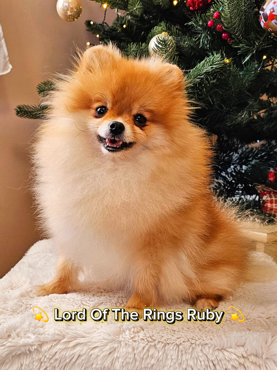 @Princess Candy Pomeranian