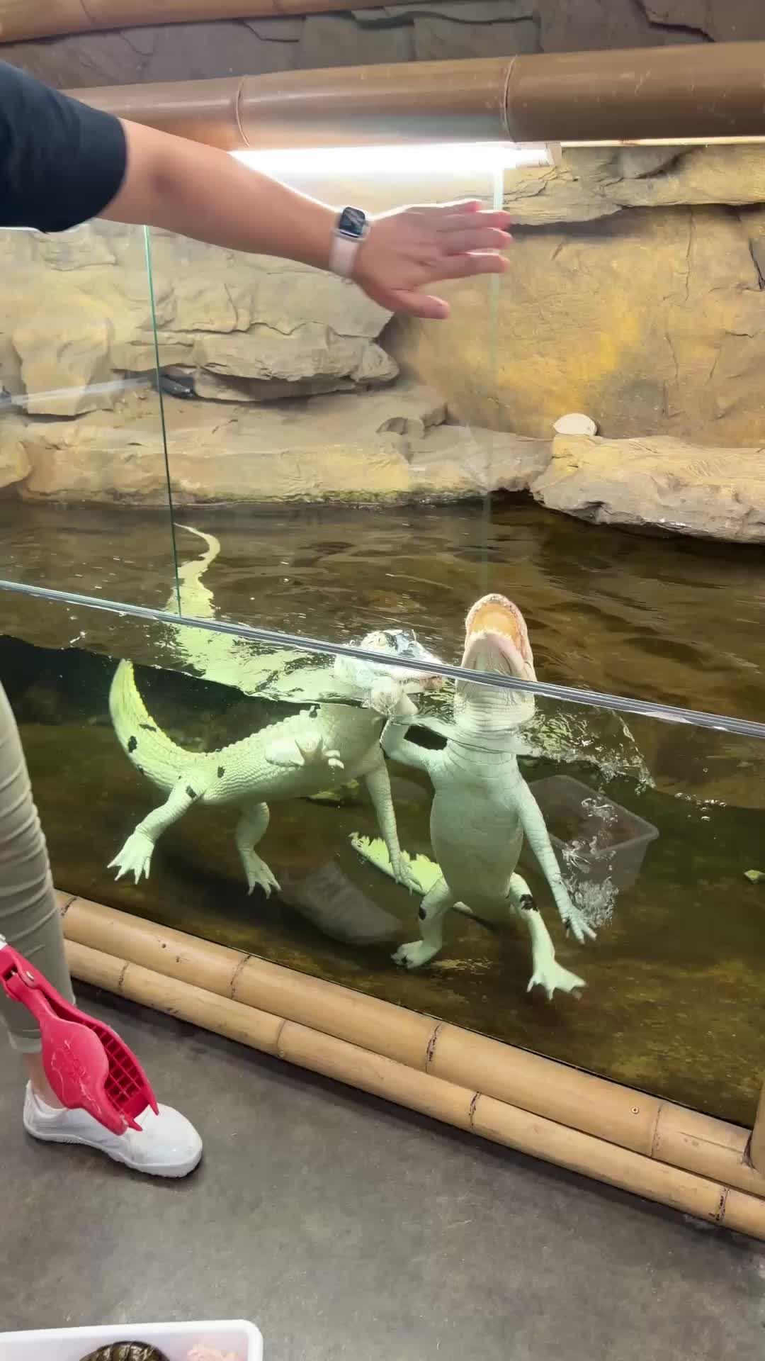 @The Reptile Zoo