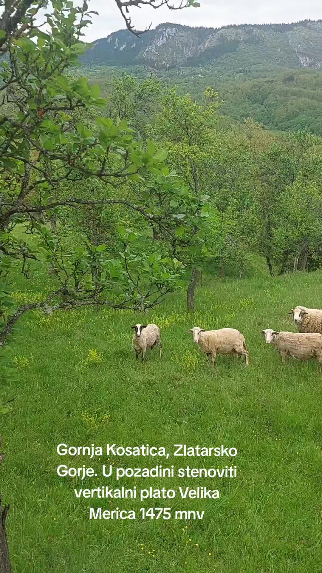 @Aleksa Popadic