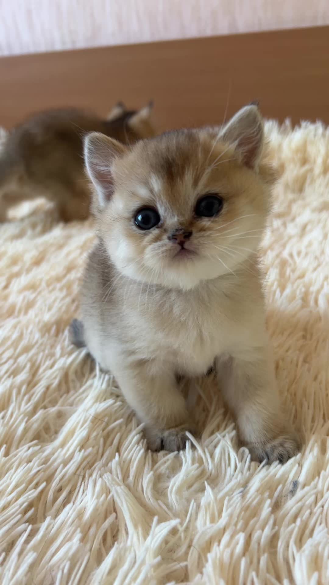 @🐈
