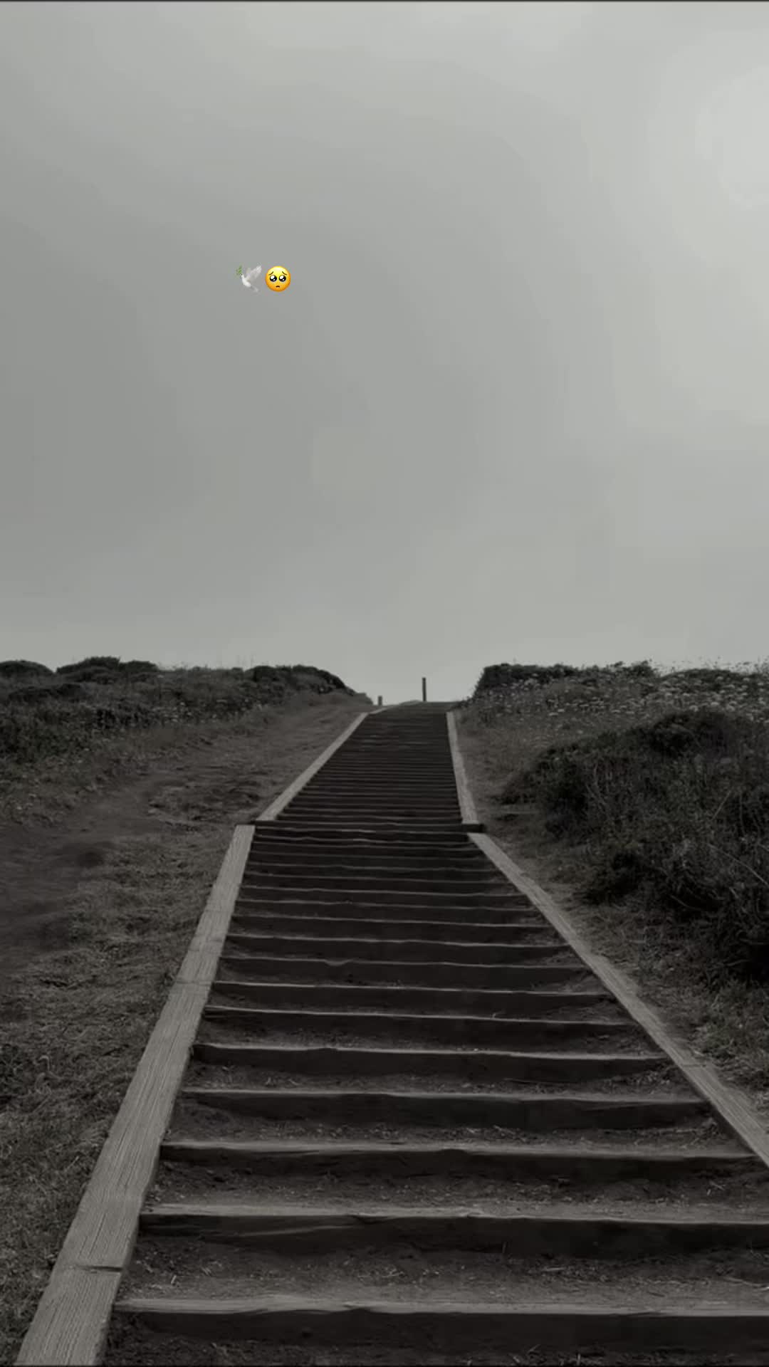 @阿里🐼