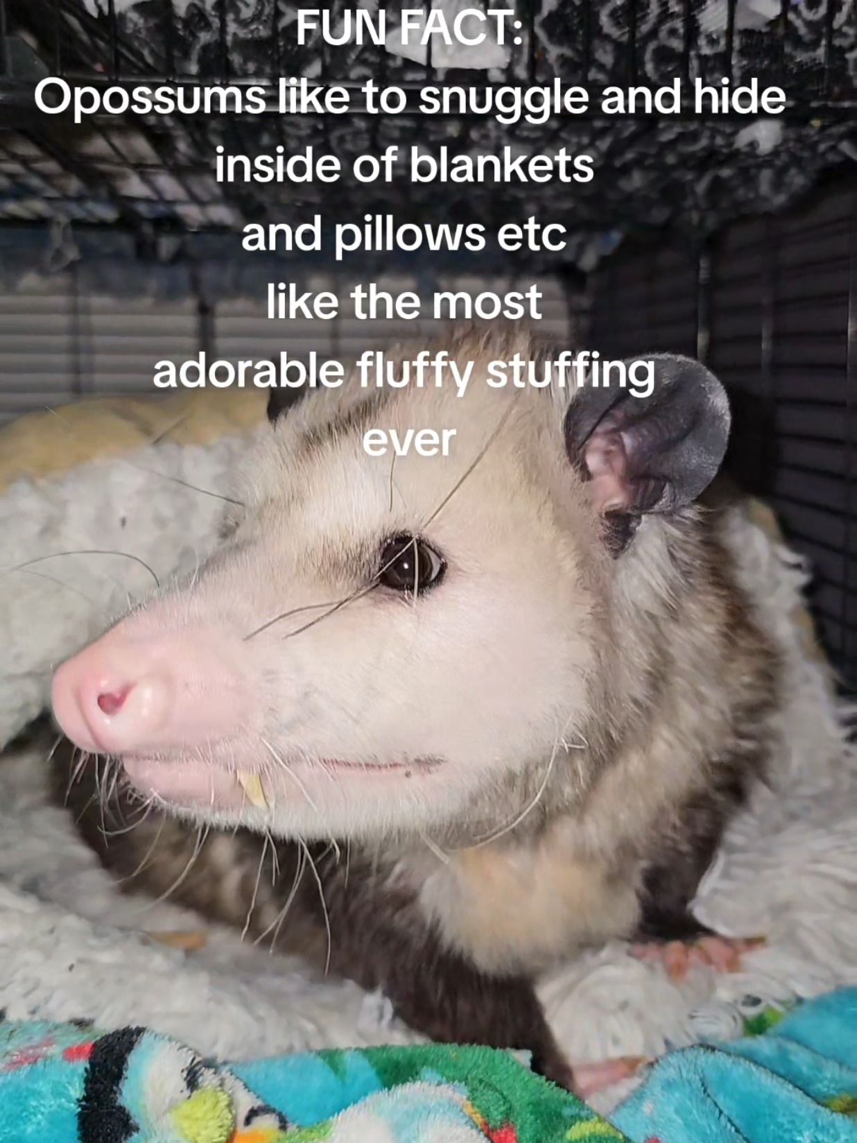 @OPOSSUMDAWGMOM