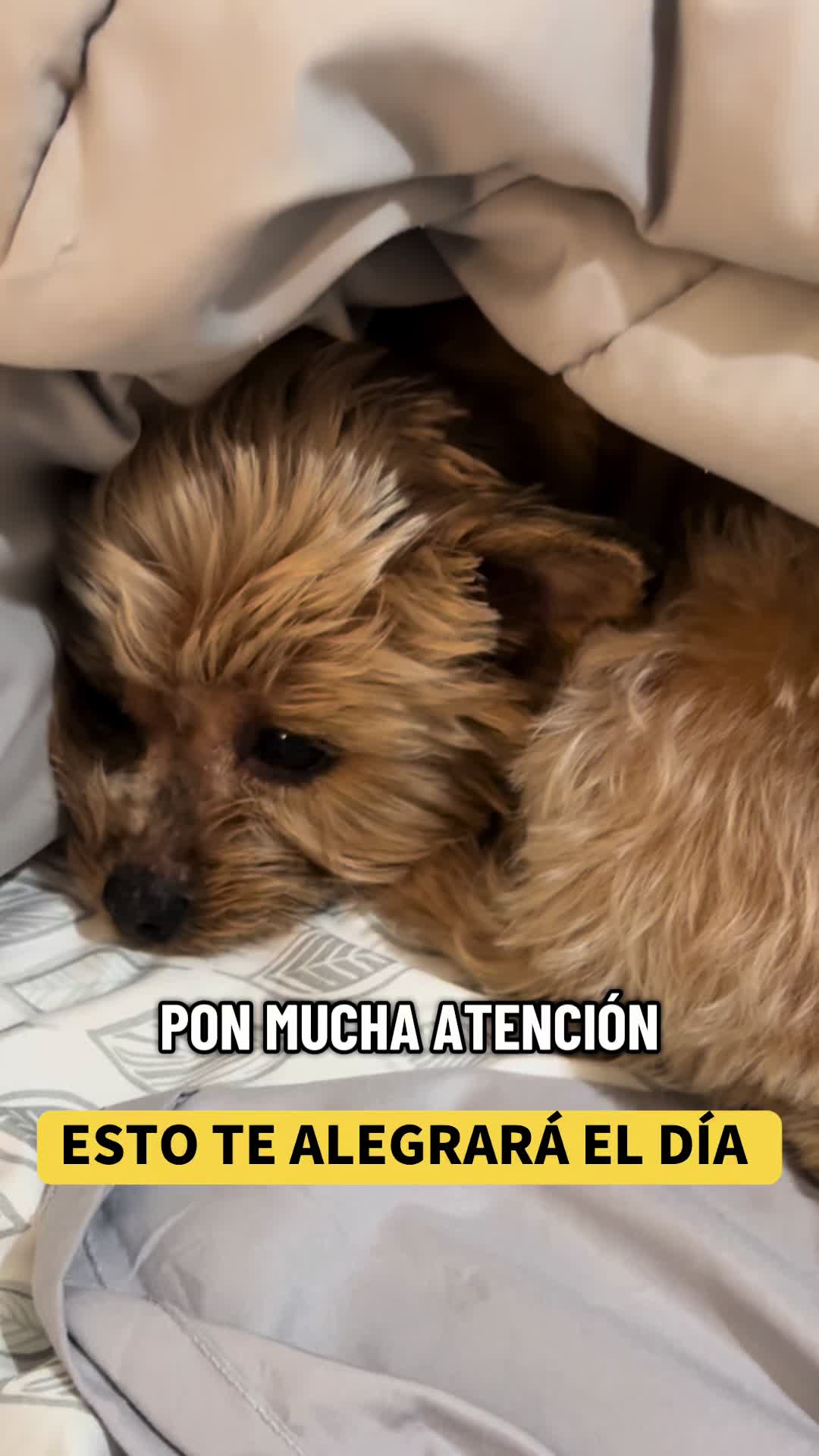 @mili_la_yorki