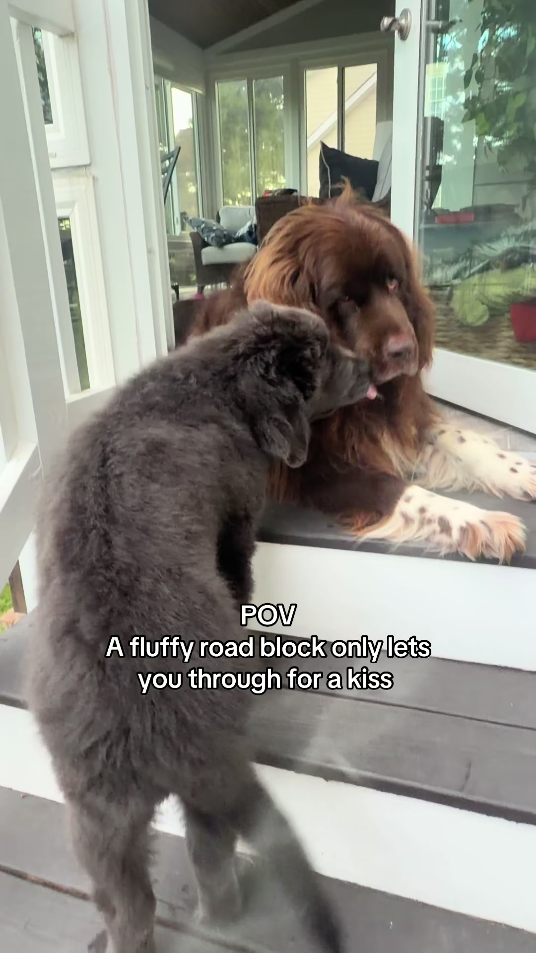 @Chewy The Newfoundland