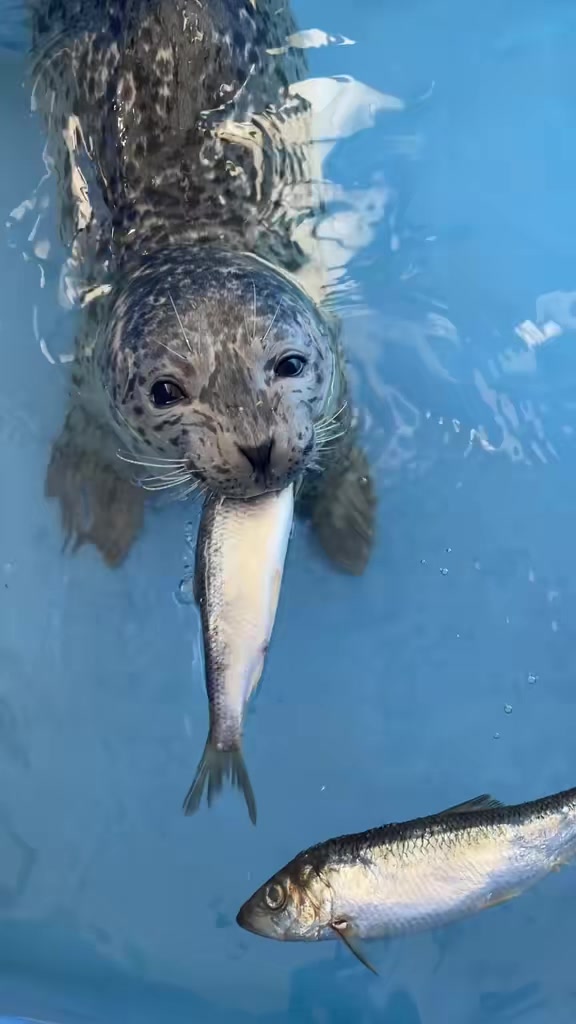 @Marine Mammal Rescue Society